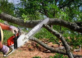 Professional Tree Removal and Landscaping Services in Daingerfield, TX